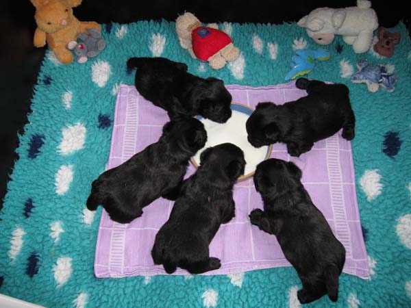 Pups 4 weken