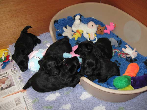 Pups 5 weken