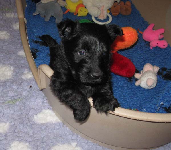 Pups 5 weken