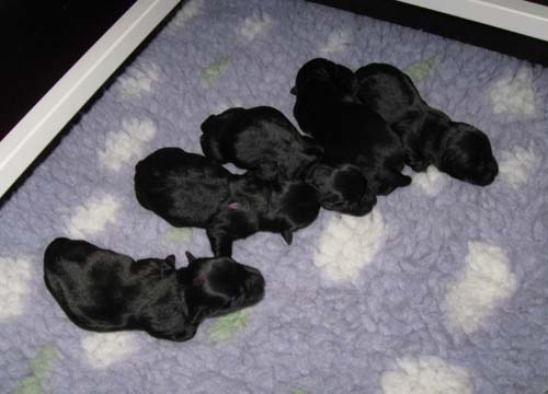 Pups geboren