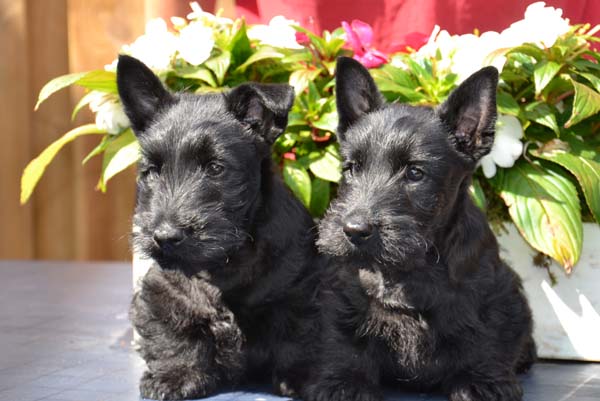 Pups 8 weken