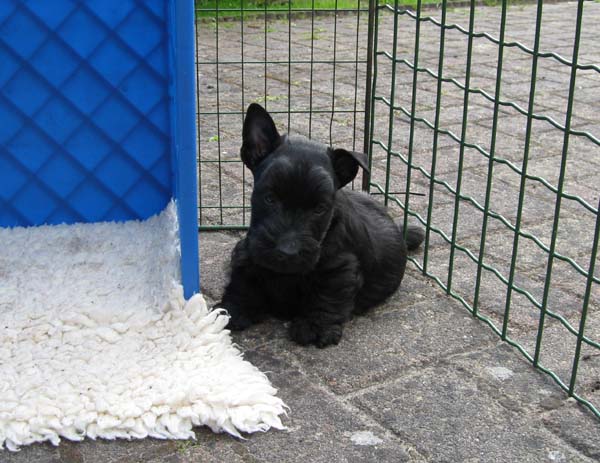 Pups 6 weken