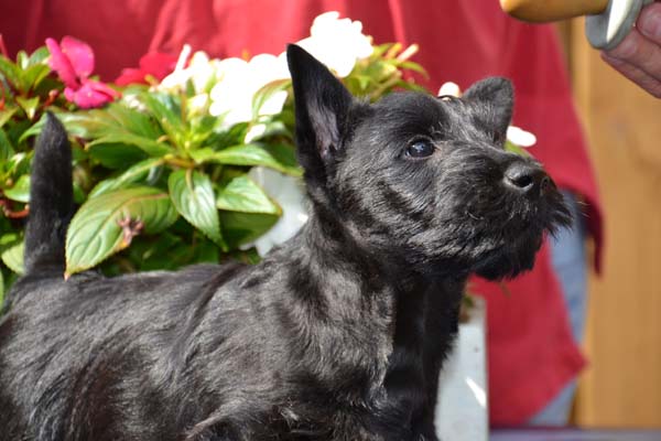 Pups 8 weken