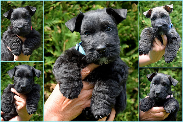 Pups Maud, 7 weken