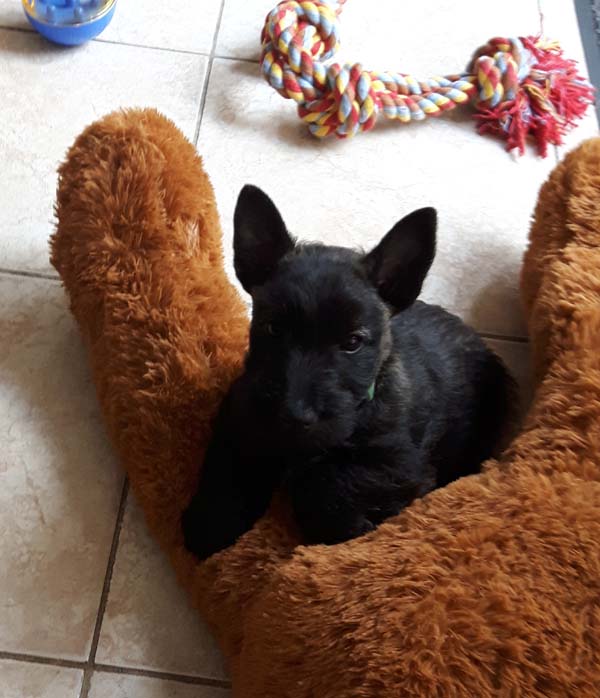 7 weeks