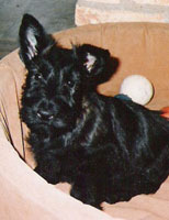 Ch.Rantin Reiver's Amiable Shona