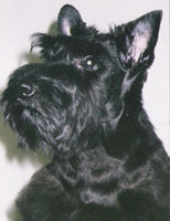 Rantin Reiver's Magnificent Jeanie